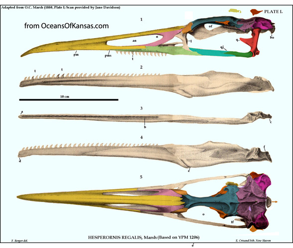 Hesperornis skull