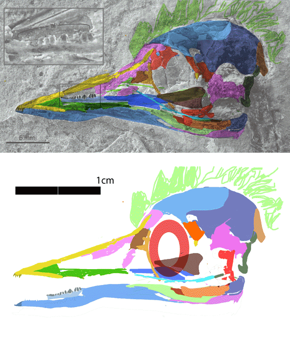 Hongshanornis