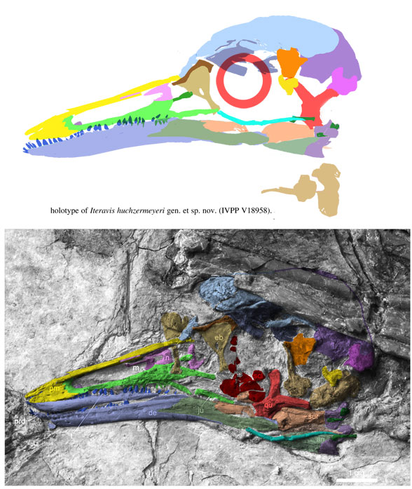 Iteravis skull