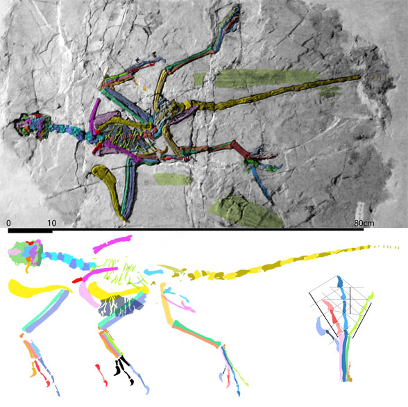 Jixiangornis orientalis in situ and recnstructed