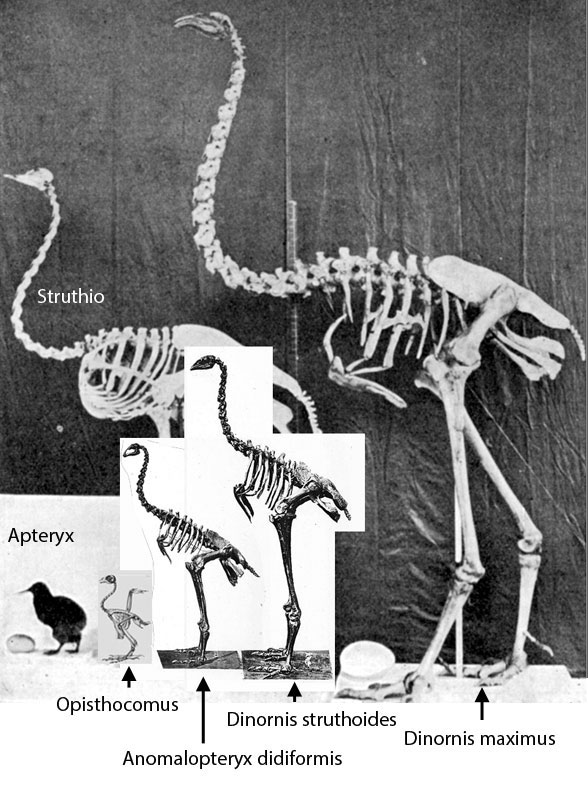 Kiwi, ostrich and moa