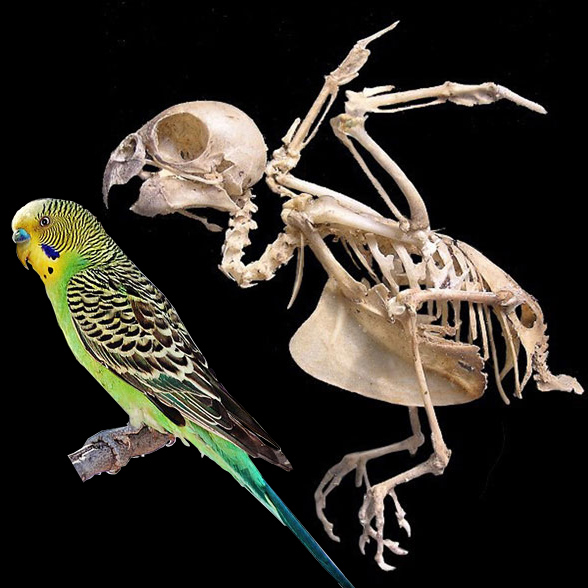 Melopsittacus skeleton