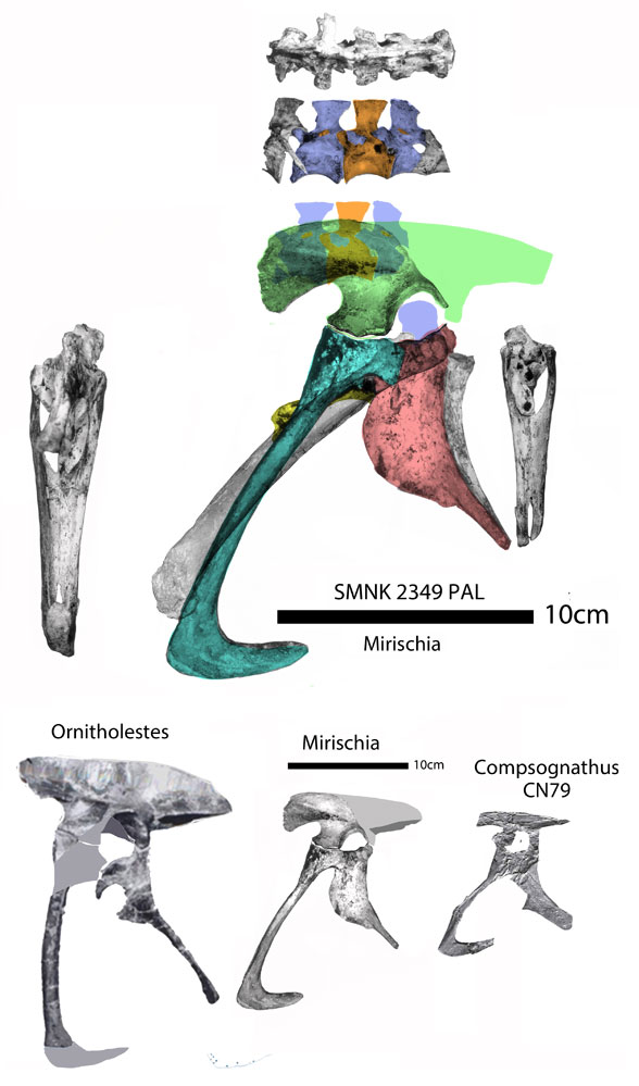 Mirischia compared