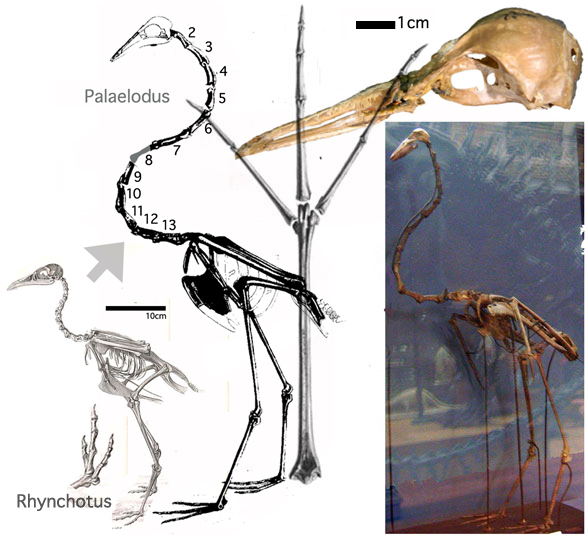 Palaelodus