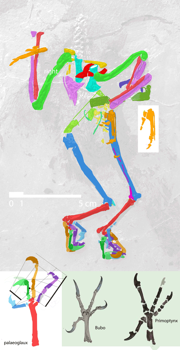 Palaeoglaux in situ