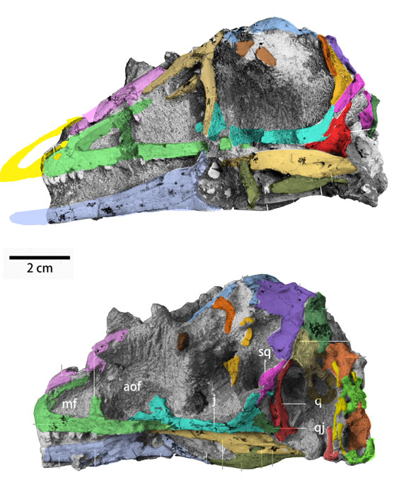 Papiliovenator skull