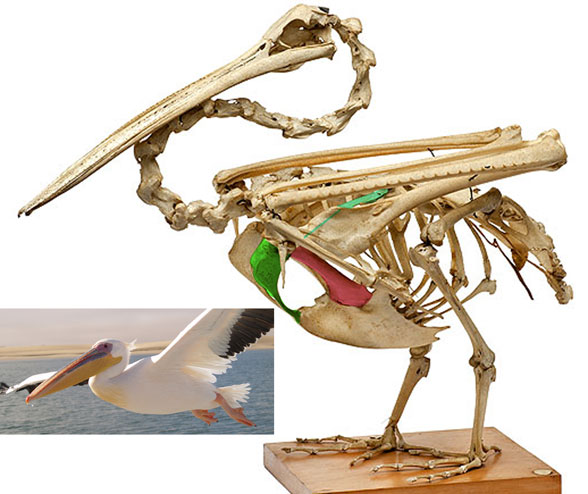 Pelican skeleton