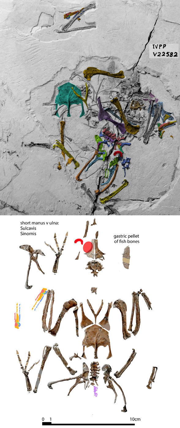 Piscivorenantiornis inusitatus