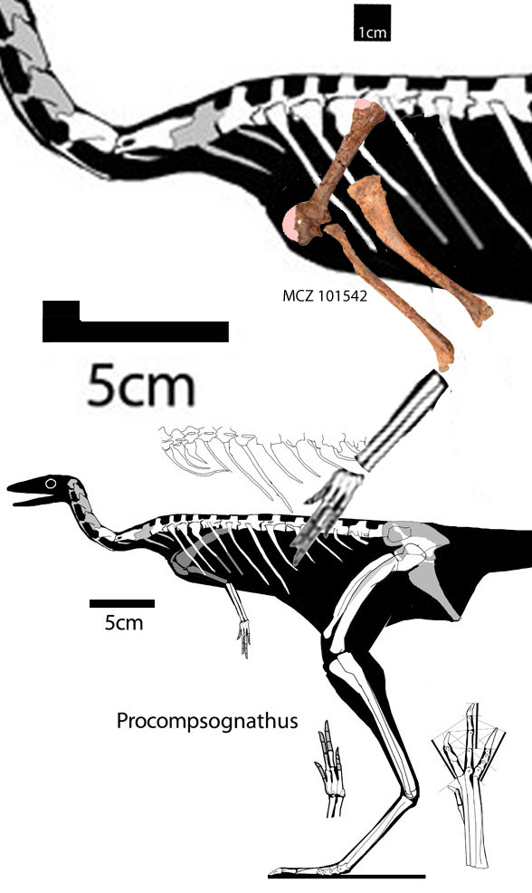 Procompsognathus