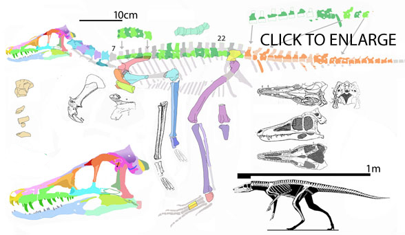 Pseudhesperosuchus