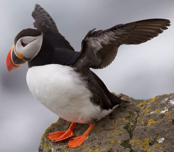 Fratercula puffin invivo