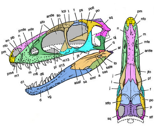 Raptorex skull