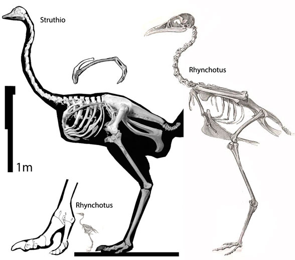 Grus compared to Struthio