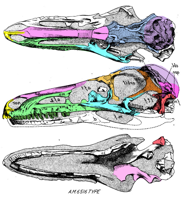 Sauronithoides skull