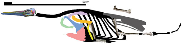 Sequiwaimanu reconstruction