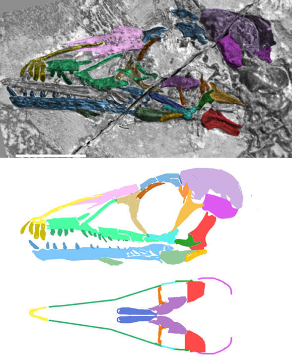 Shenqiornis skull