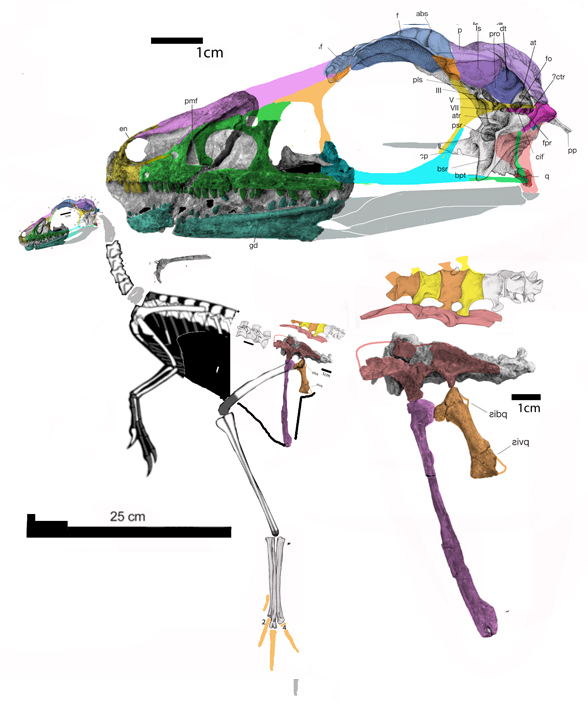 Sinovenator