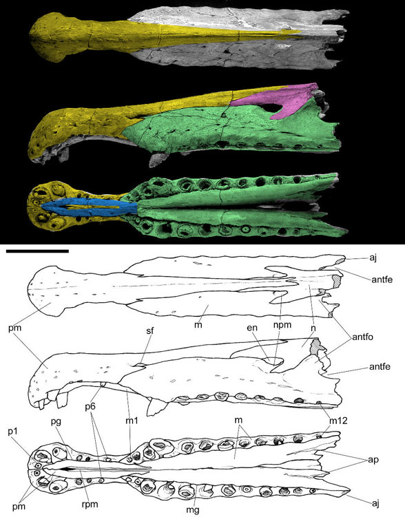 Spinosaurus rostrum