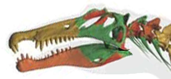 Spinosaurus skull