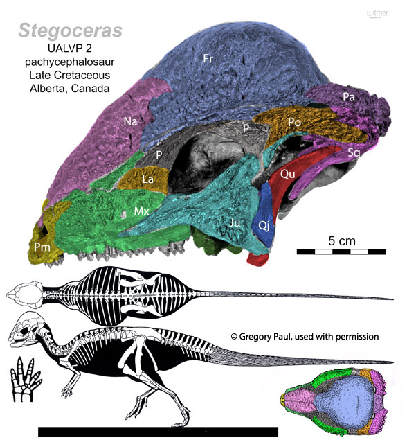 Stegoceras skull