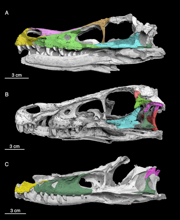 Velociraptor skull