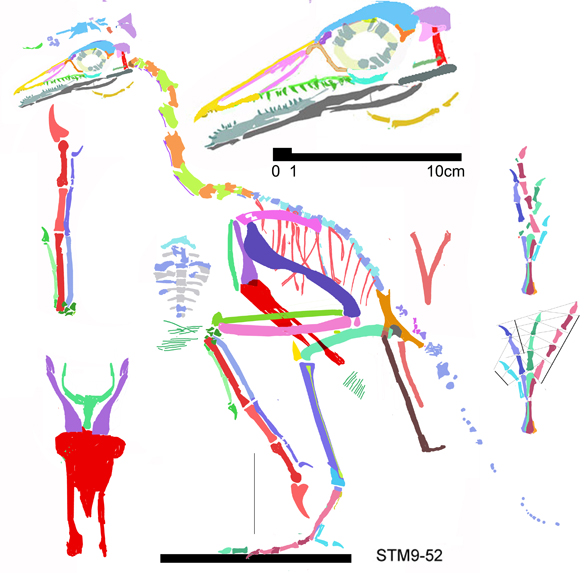 STM9-52 specimen