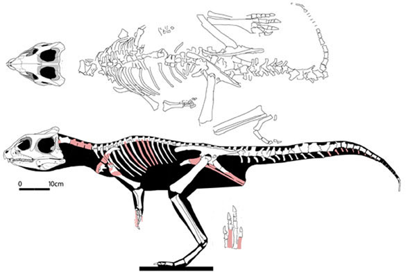 Yinlong reconstruction