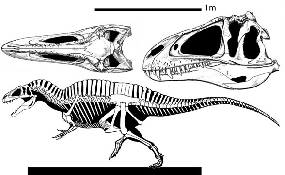 Acrocanthosaurus