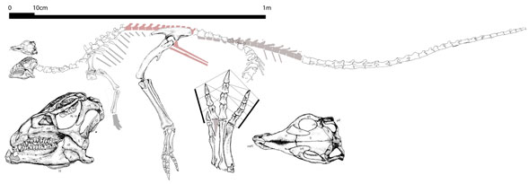 Agilisaurus overall