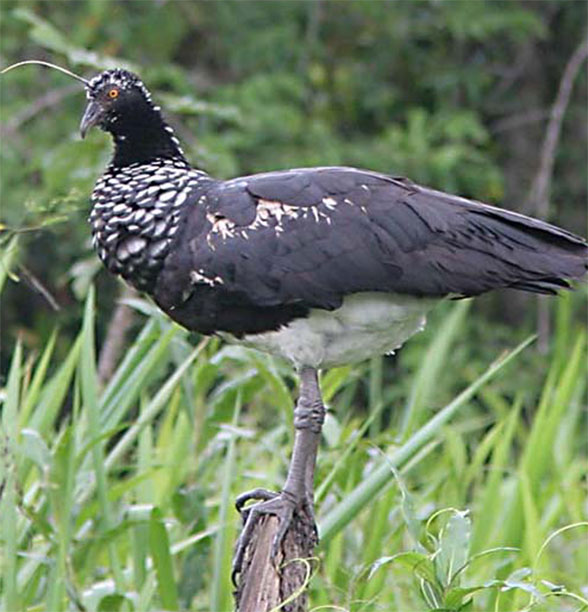 Anhima horned screamer in vivo