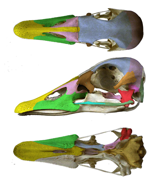 Anser skull