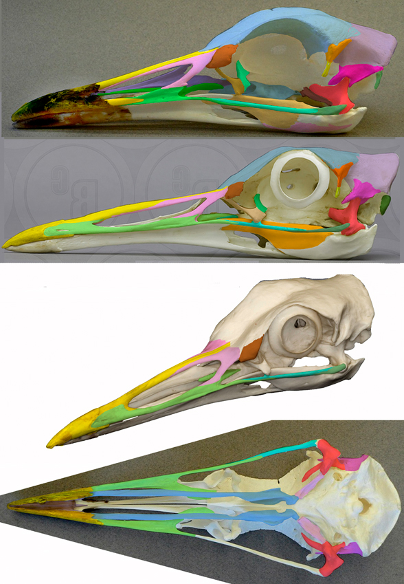 Ardeotis skull