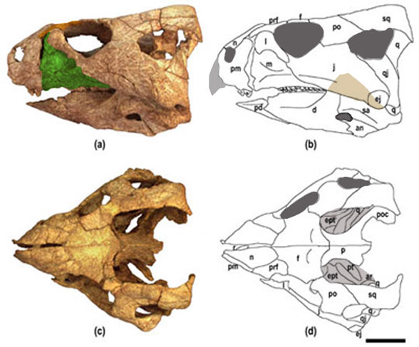 Auroraceratops