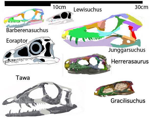 Barberenasuchus, basal dinosaur sisters