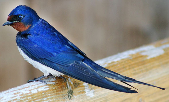 Hirunda barn swallow invivo