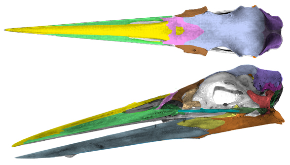 ardea skull