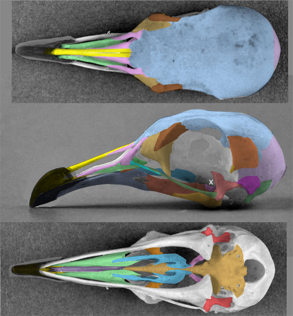 Caloenas skull 3 views