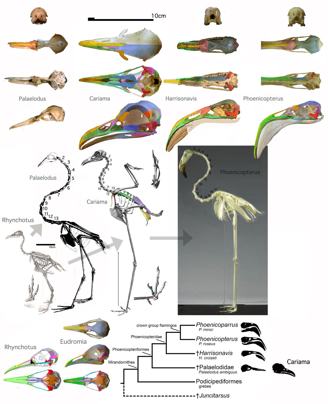 Flamingo evolution