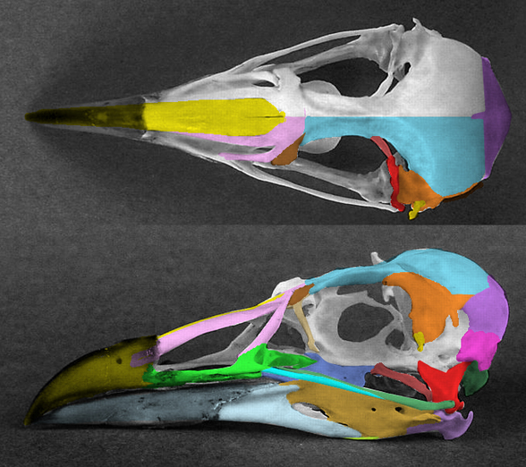 Cerorhinca skull