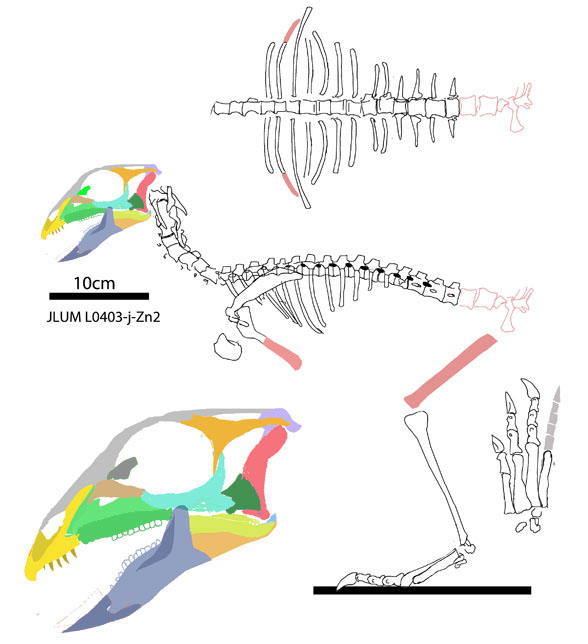 changchunsaurus