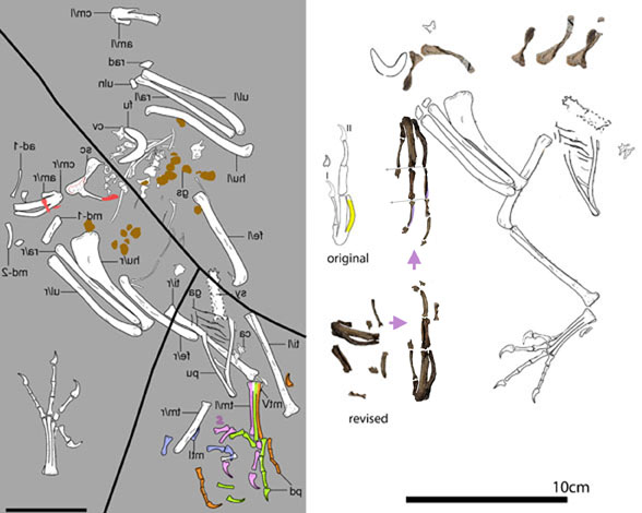 Chongmingia reconstruction