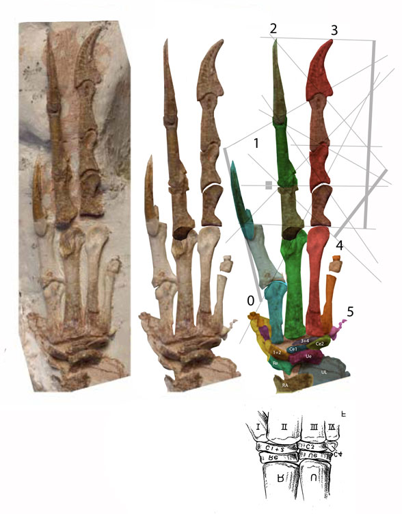 Coelophysis manus