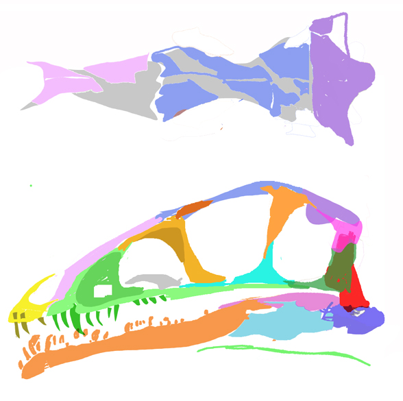 Compsognathus CNJ79 skull