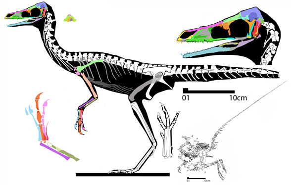 Compsognathus