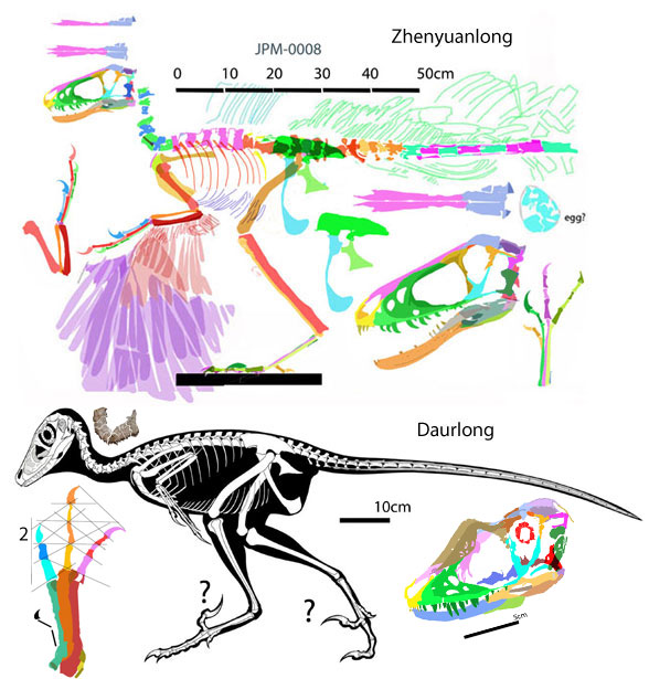 Daurlong and Zhenyuanlong to scale