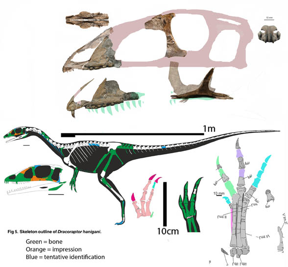 Dracoraptor