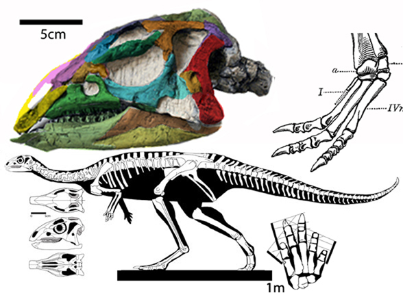 Dryosaurus