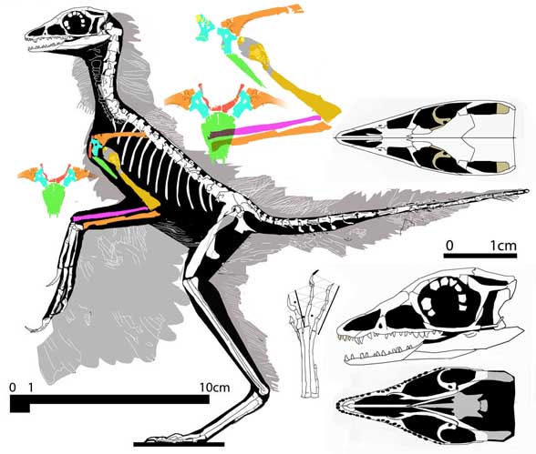 Eosinopteryx