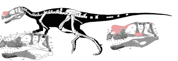 Eustreptospondylus