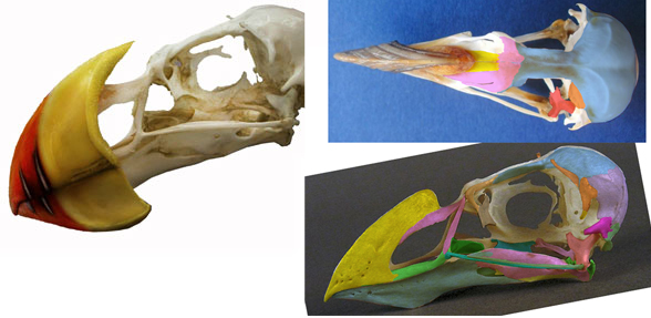 Fratercula puffin skull